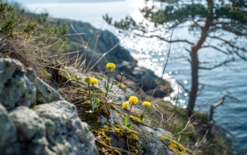 Soluppgång i skärgården